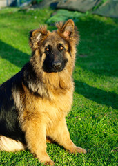 Adorable and funny German Shepherd puppy in a sunny day