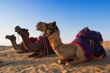 Camel for riding activity in India