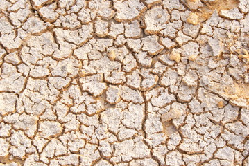 Dry Land