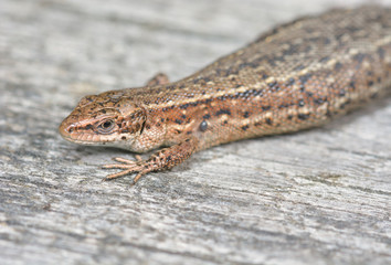Eidechsen-Portrait