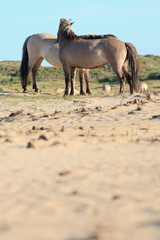 Obraz na płótnie Canvas Two wild horses in dune landscape. Konik horses.