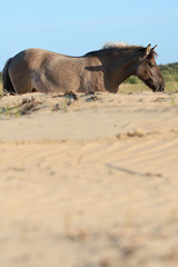 Fototapeta premium Wild horse in grass dune landscape. Konik horse.