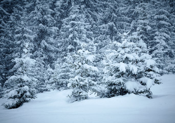 Snow covered fir trees