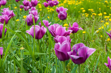 Spring tulips