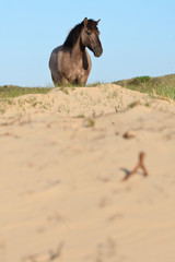 Wild horse in grass dune landscape. Konik horse.