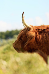 Close-up of head of scottish higlander cow with fur moving in th