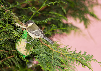 mésange posée sur une boule de graisse et de graines