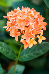 Background of orange Ixora flowers