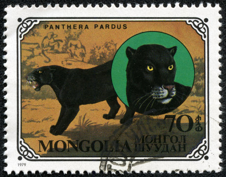stamp printed in Mongolia shows wild cats Black panthers
