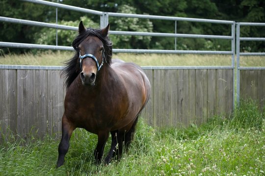Fellpony im Roundpen / Fell pony in a roundpen