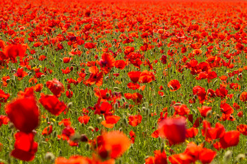 Field of red poppies - 53562599