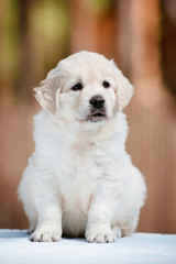 puppy portrait outdoors