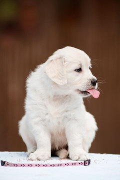 funny golden retriever puppy showing tongue