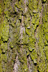 Baumrinde eines Baumes im Wald