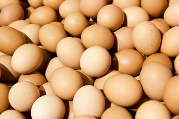 oeuf