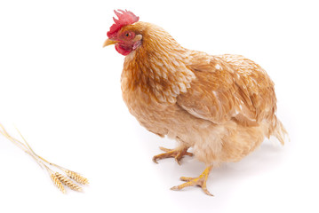 Brown chicken on a white background