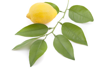Lemon and lemon tree twig.