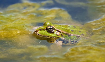 Green Frog