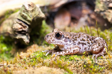 Toad