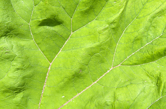 Journal Of The Common Butterbur.