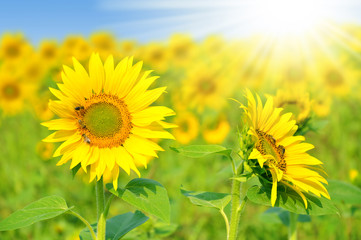 Fototapeta premium sunflower field