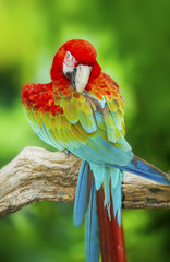 Portrait of Macaw