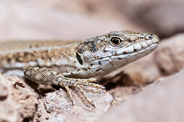 Lizard