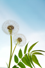 white dandelions and blue sky