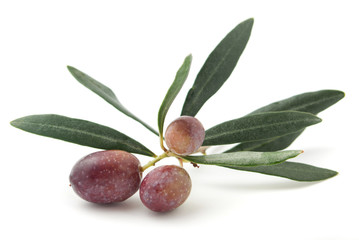 Olive branch isloated on white