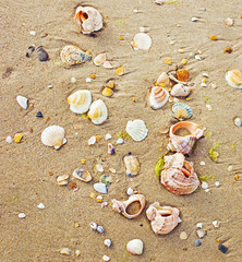 Sea Shells on the Sea