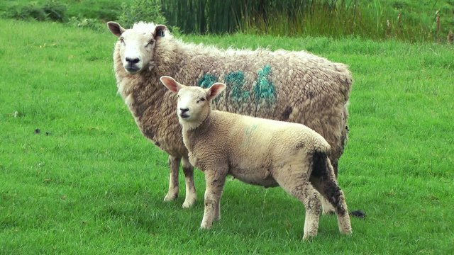Ewe and Lamb looking at camera
