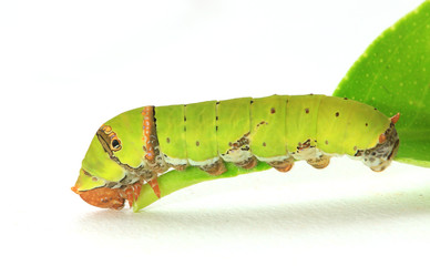 Caterpillar on a lemon leaf.