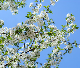 white cherry flower with the sky