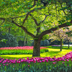Tree and tulip flowers garden or field in spring. Netherlands