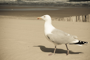 Strandläufer