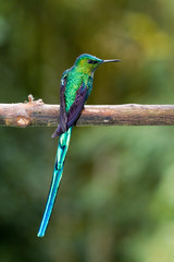 Hummingbird, valley de cocora, Colombia