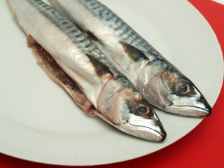 Raw mackerel fish