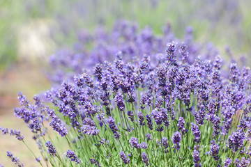 Naklejka premium lavender bushes