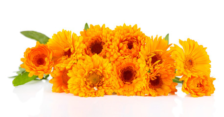 Calendula flowers isolated on white