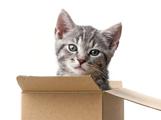 kitten in a paper box - pet gift