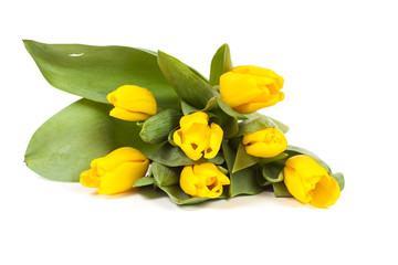Obraz premium Bunch of fresh yellow tulips isolated on white background