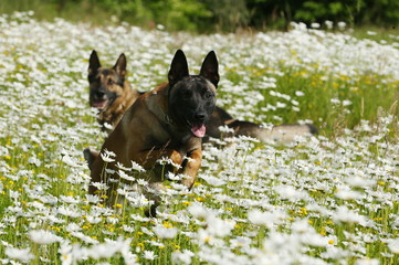 Zwei Schäferhunde im Blumenfeld