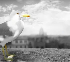 Foto auf Acrylglas Seagull profile © vali_111