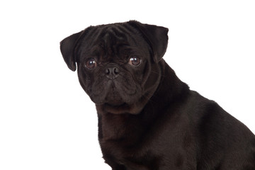 Nice pug dog with black hair