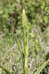 Gymnadenia conopsea (Mücken-Händelwurz)