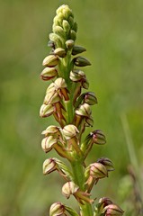 Ohnhorn (Aceras anthropophorum) am Dörnberg
