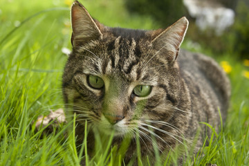 Cat in spring grass