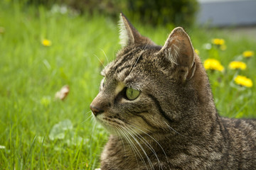 House Cat Portrait