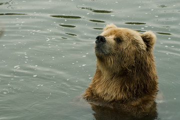 Obraz premium Kodiak bear