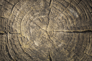 Textura de tronco de árbol cortado